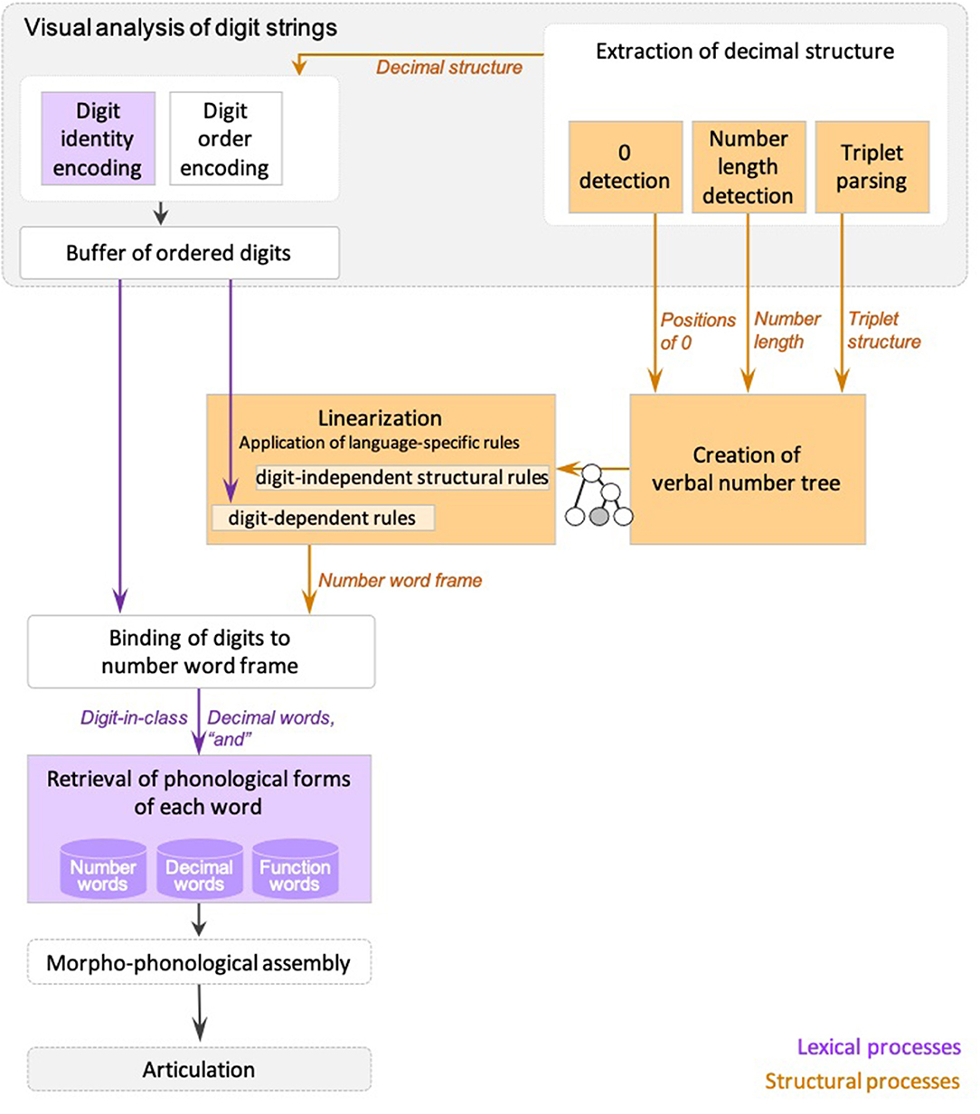 Frontiers | Dysnumeria in Sign Impaired Construction of Decimal Structure in Reading Multidigit Numbers in a Deaf Signer | Psychology