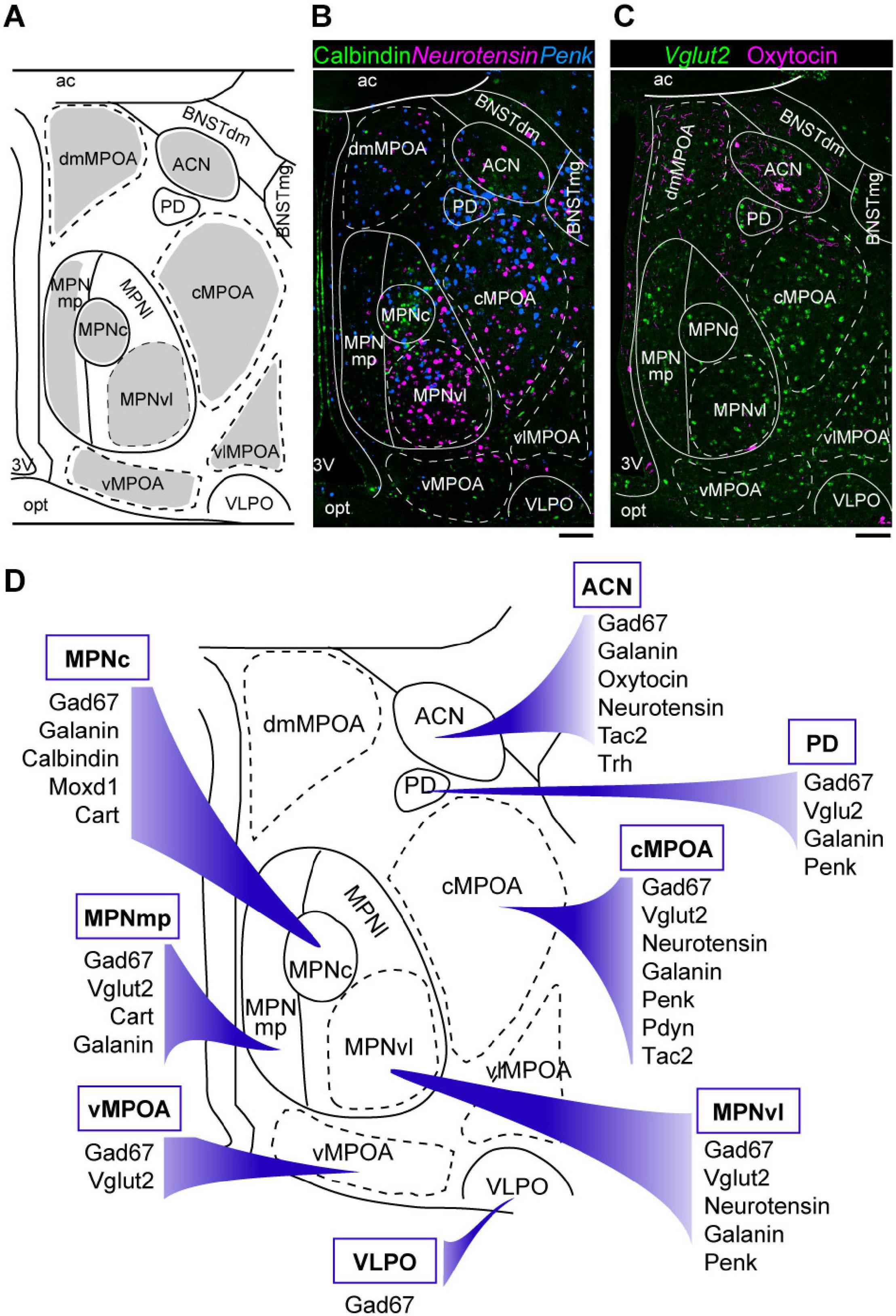 Frontiers  Cellular and Molecular Mechanisms of REM Sleep Homeostatic  Drive: A Plausible Component for Behavioral Plasticity