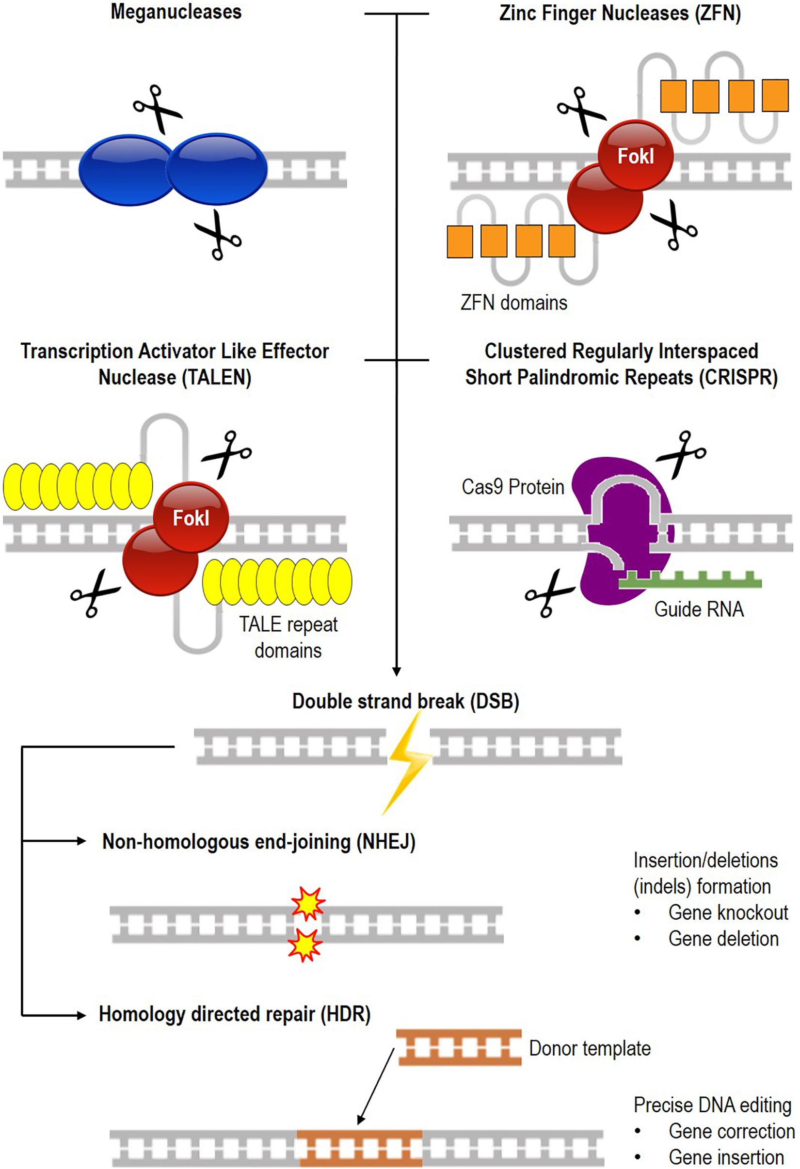 Genome modification malaysia