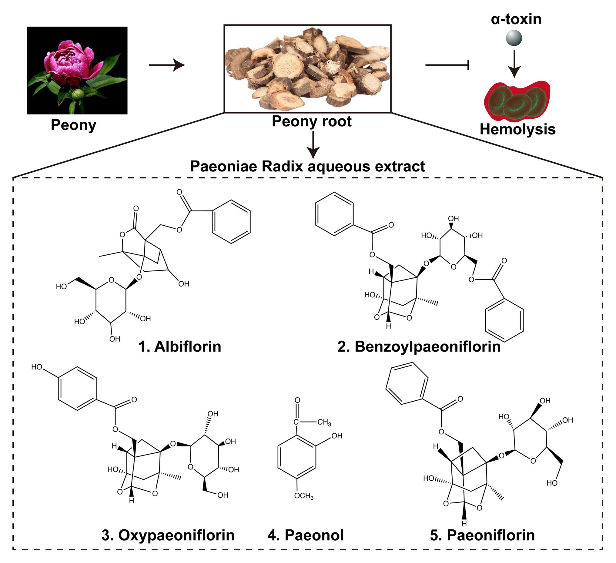 Paeoniflorin Derivative in Paeoniae Radix Aqueous Extract Suppresses Alpha-Toxin of ... Paeoniflorin Derivative in Paeoniae Radix Aqueous Extract Suppresses Alpha-Toxin of ...