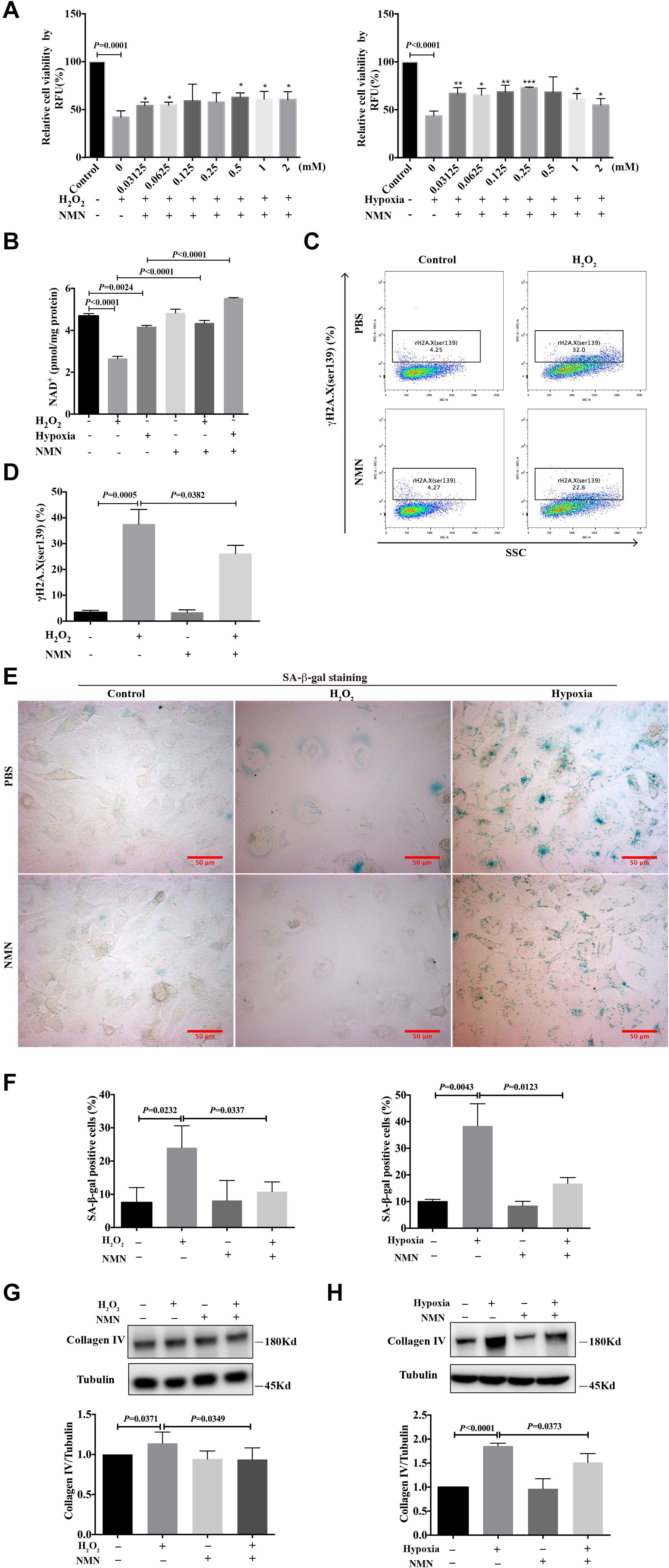 Frontiers | Nicotinamide Mononucleotide Attenuates Renal Interstitial ...