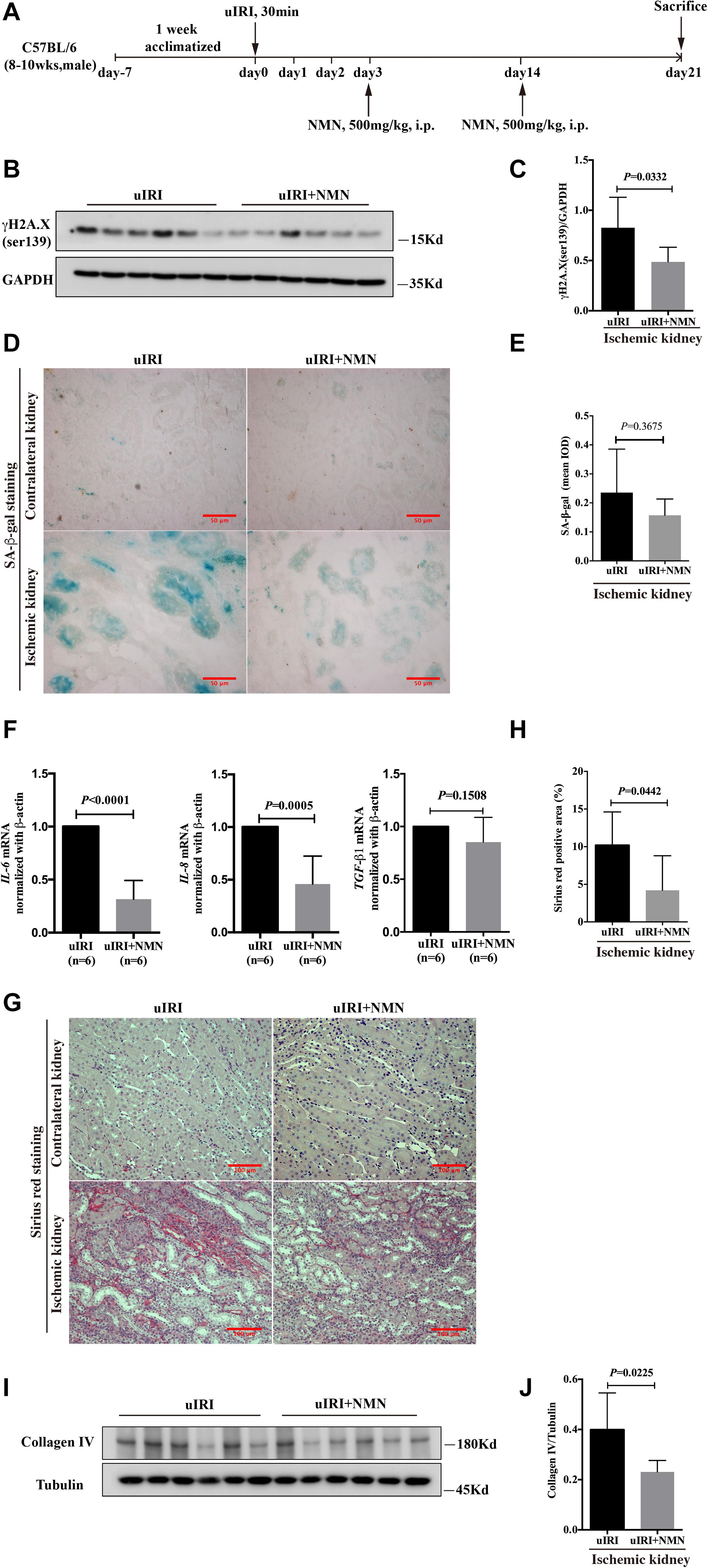 Frontiers | Nicotinamide Mononucleotide Attenuates Renal Interstitial ...