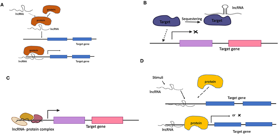 Frontiers  MicroRNAs, long non-coding RNAs, and circular RNAs and