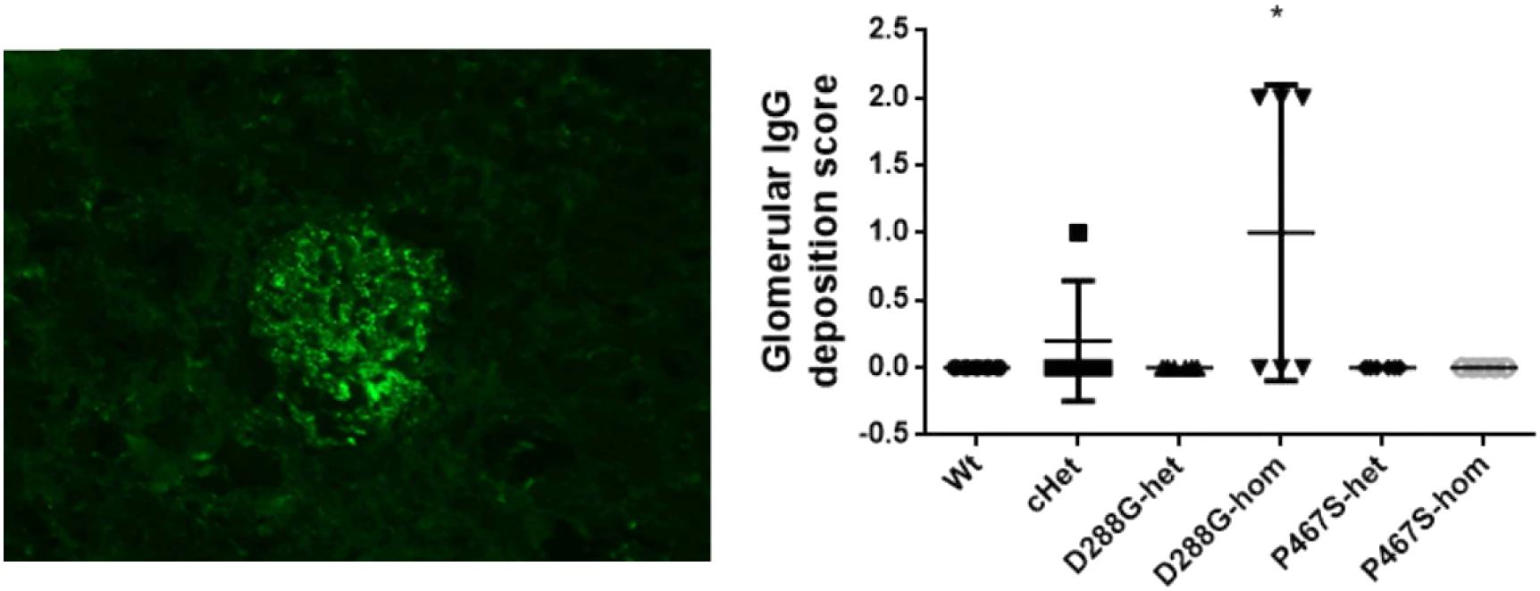 frontiers generation and characterization of mouse models of c3 glomerulonephritis with cfi d288g and p467s mutations physiology