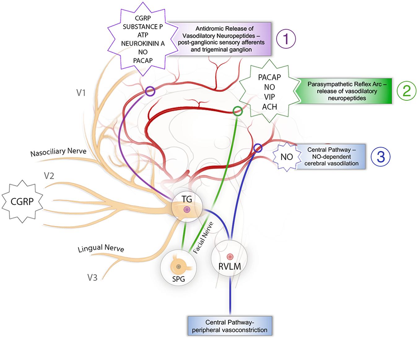 Trigeminal nerve (CN V): Anatomy, function and branches