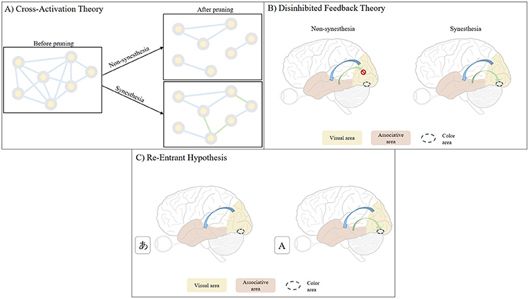 Figure 2 - (A) The cross-activation theory states that, in synesthesia, some useless brain connections are not pruned as they are in non-synesthetes, keeping unrelated brain areas connected (green lines).