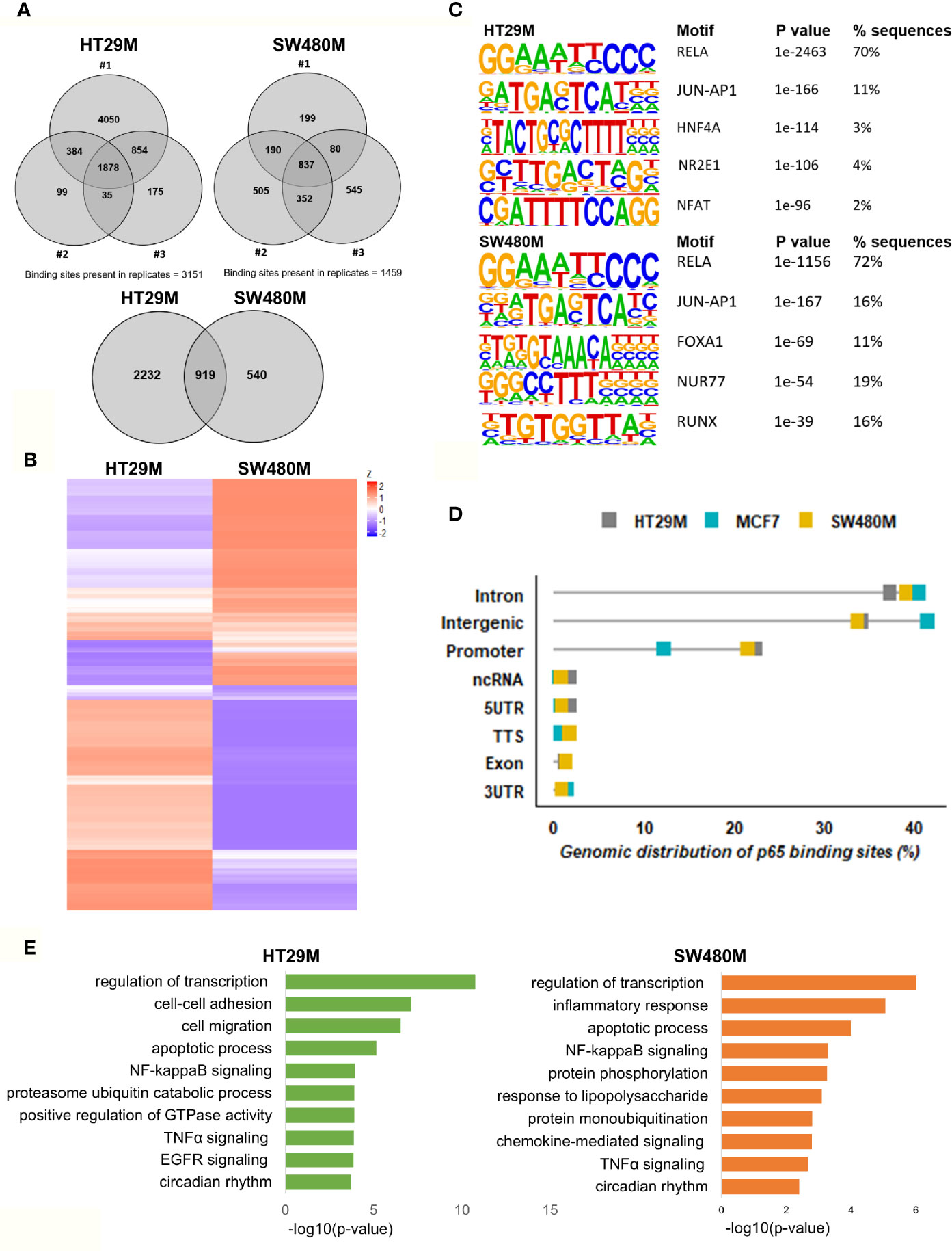 Cautionary notes on the use of NF-κB p65 and p50 antibodies for CNS studies, Journal of Neuroinflammation