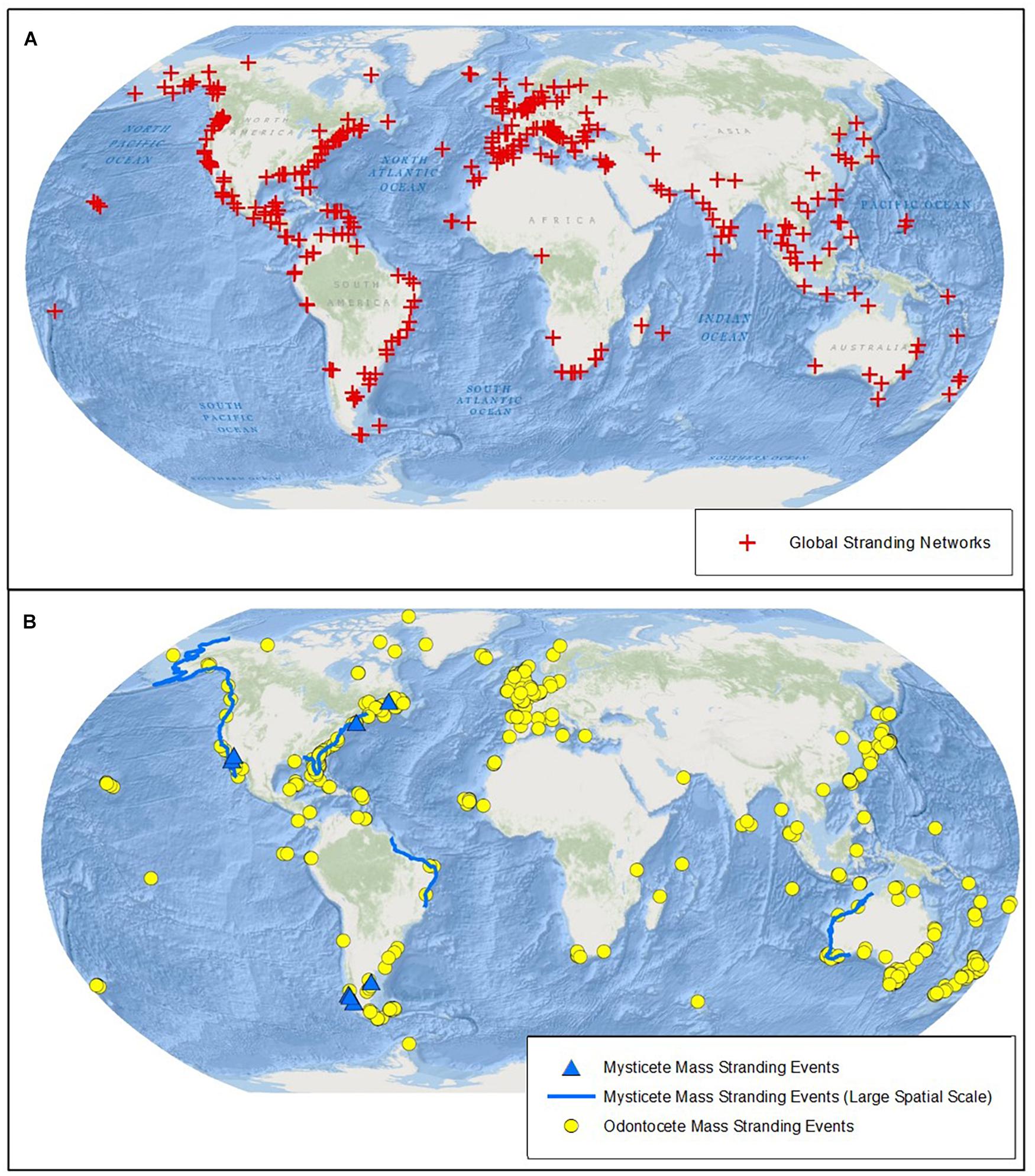 All you need to know about whale strandings in the UK and Europe