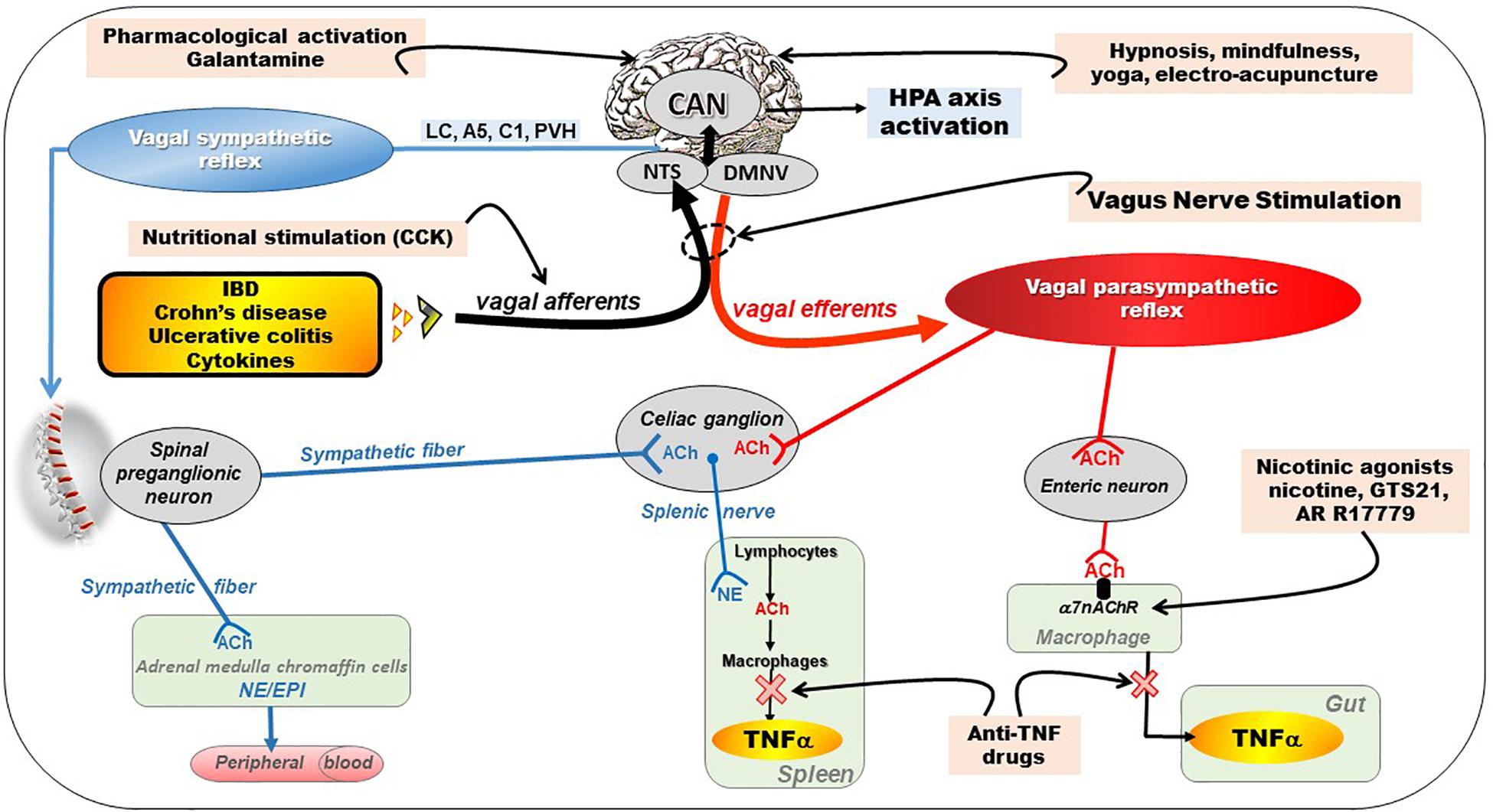 Frontiers  Sciatic–Vagal Nerve Stimulation by Electroacupuncture  Alleviates Inflammatory Arthritis in Lyme Disease-Susceptible C3H Mice