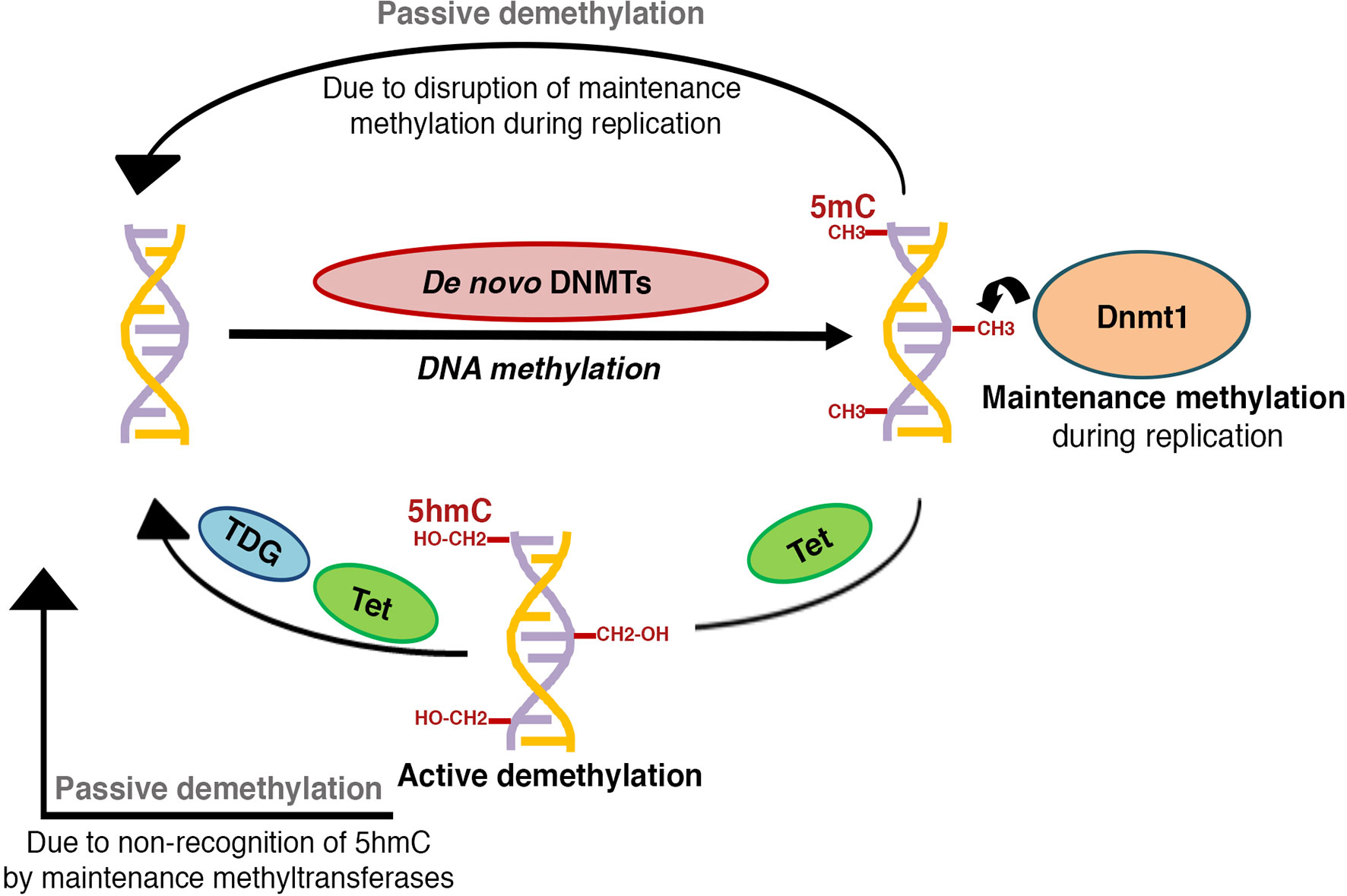 Process Of Dna Methylation