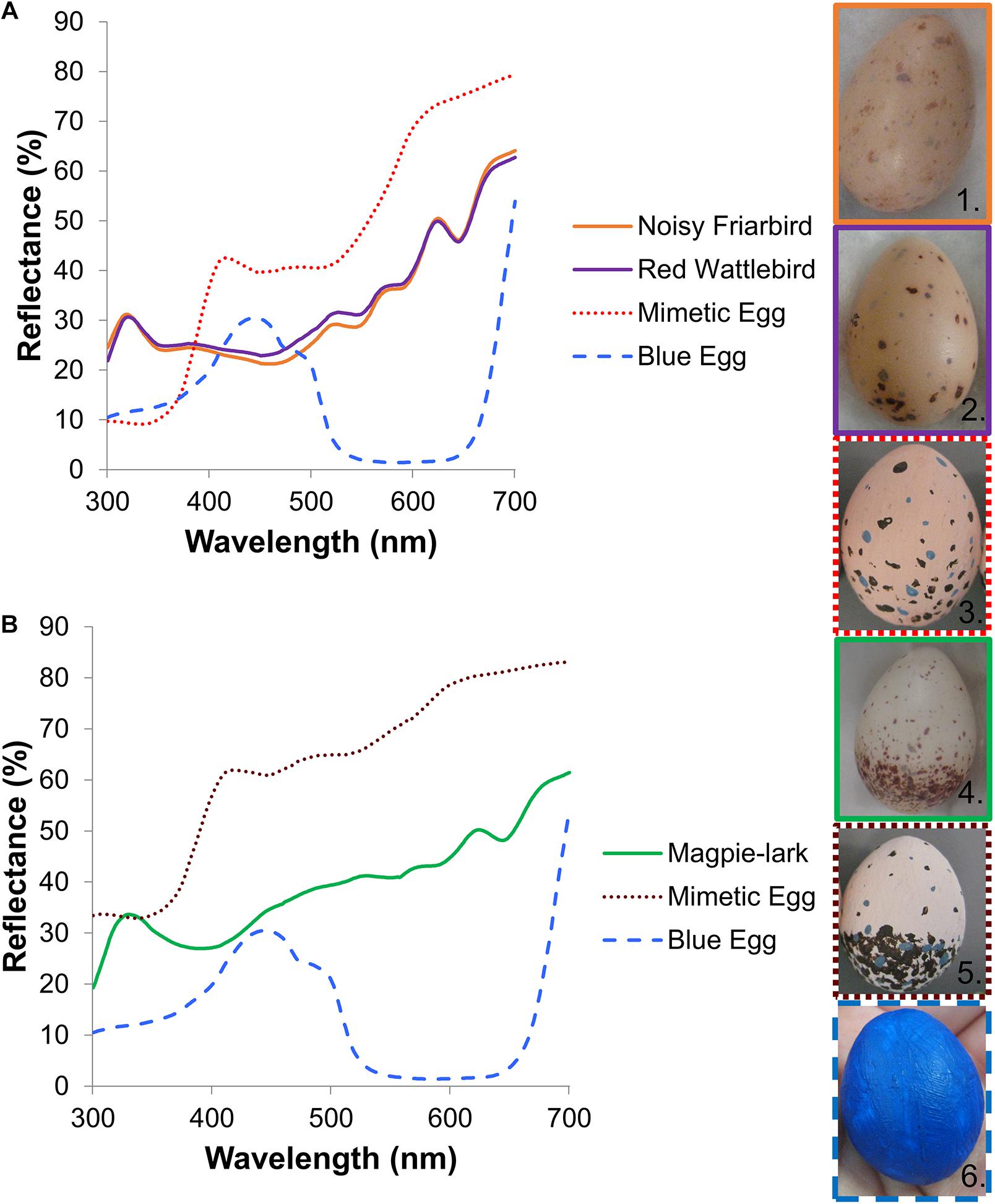 Magpie's Nest — menacing egg