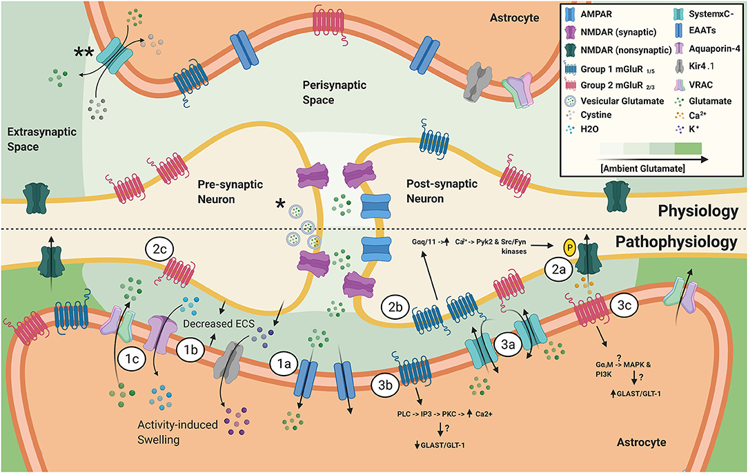 Frontiers  Astrocyte Glutamate Uptake and Signaling as Novel Targets for  Antiepileptogenic Therapy