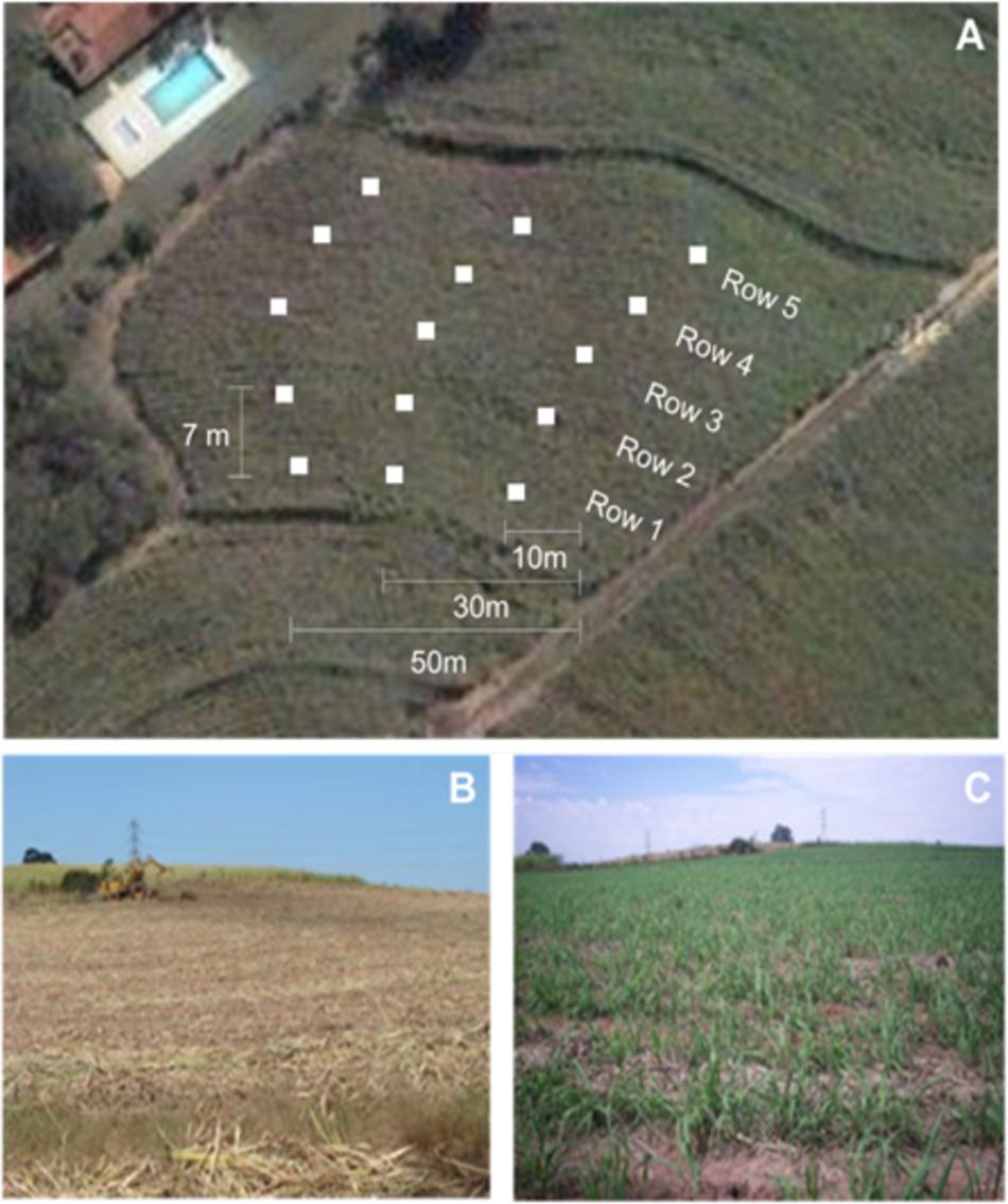 Frontiers  The Effect of Sugarcane Straw Aging in the Field on