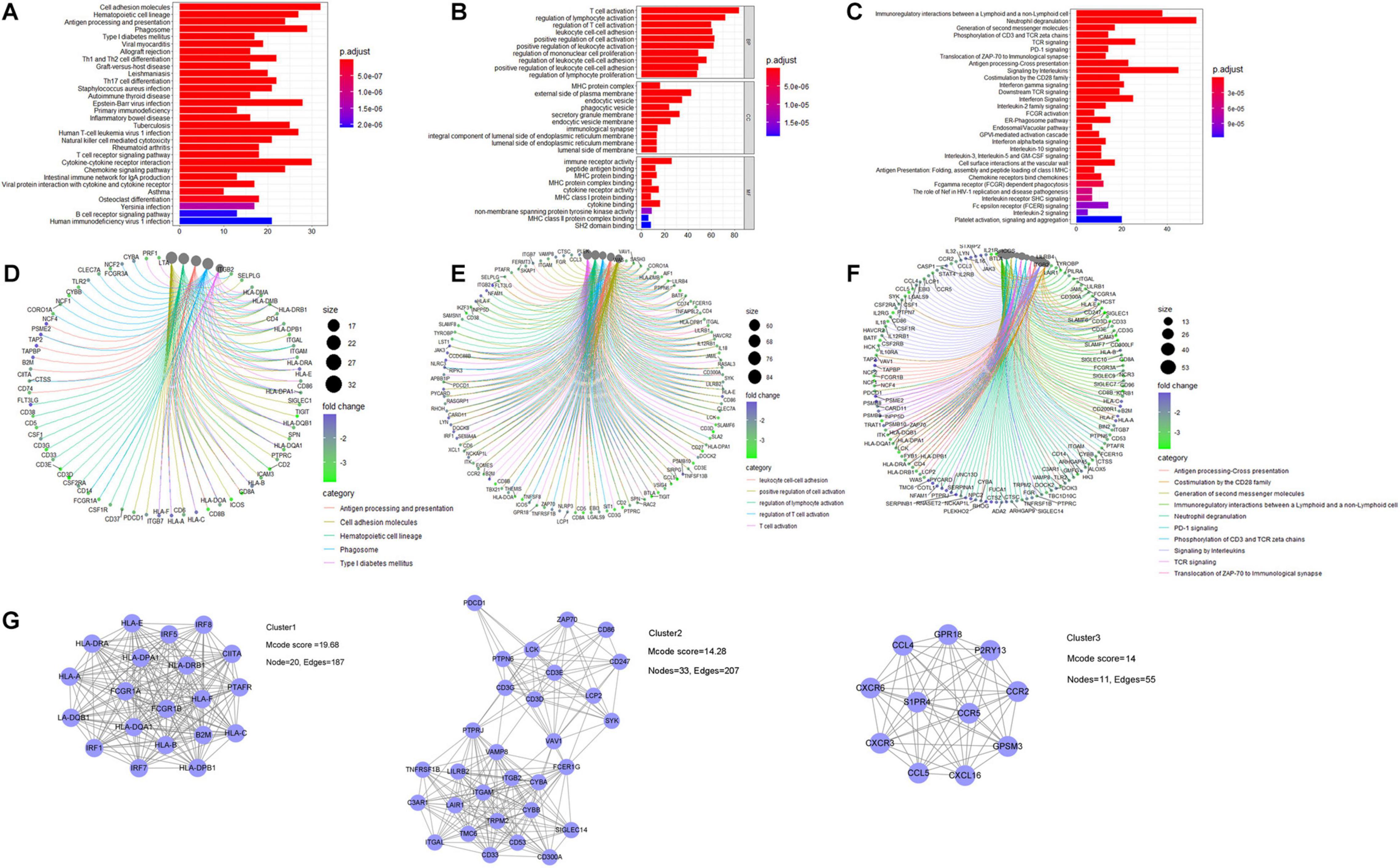 Frontiers | Development of a Novel Immune Infiltration-Related ceRNA ...