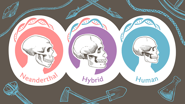 Figure 2 - A representation of three skulls.