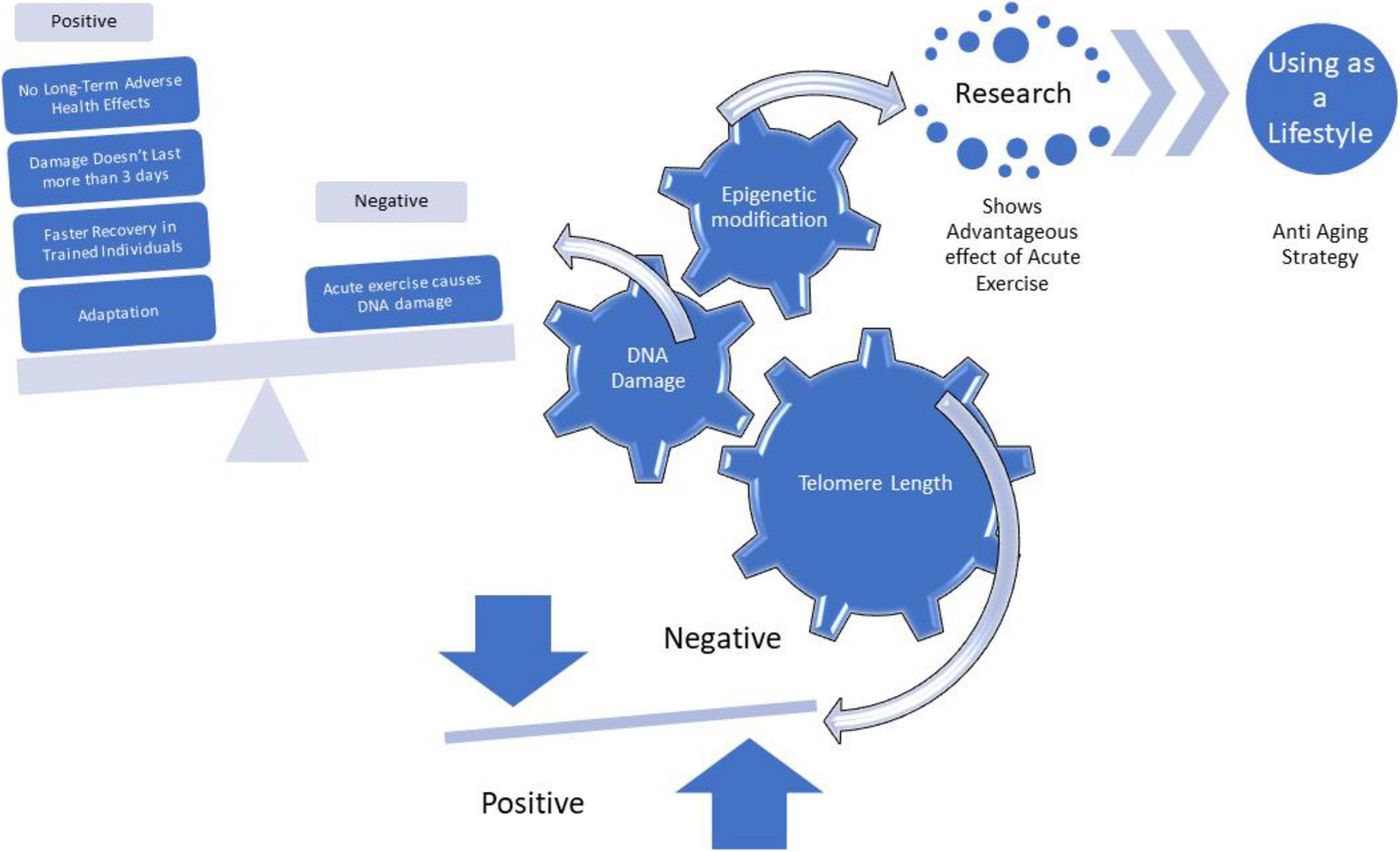 Genetic influence on training adaptations