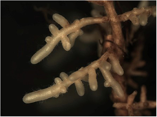Figure 1 - The ectomycorrhizal fungus Lactarius camphoratus, forming a white sheath around the roots of an oak tree (Photograph credit: Laura Martinez-Suz).