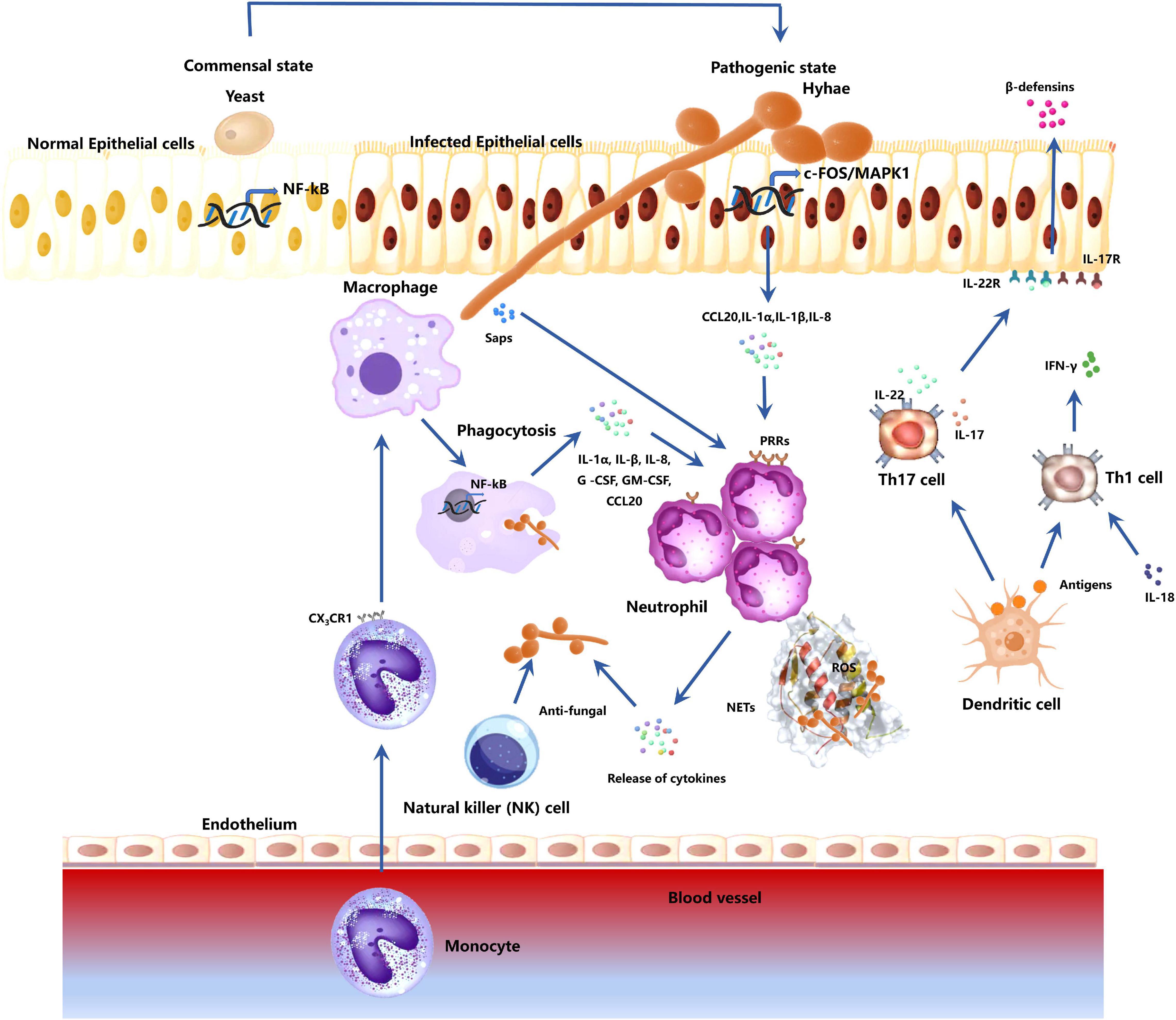 Figure 2. Responses of host immune-related cells during C. albicans mucosa ...