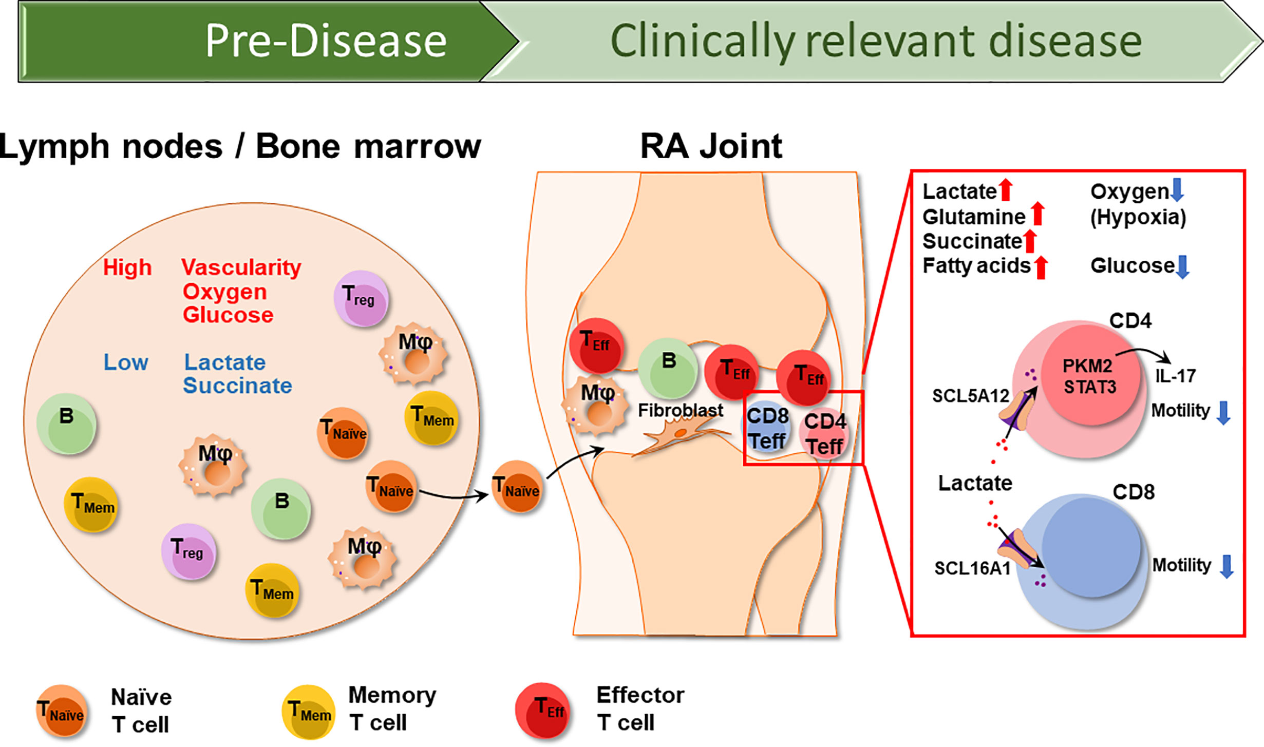 Autoimmune rheumatoid arthritis remission, Csípő kopás kezelés