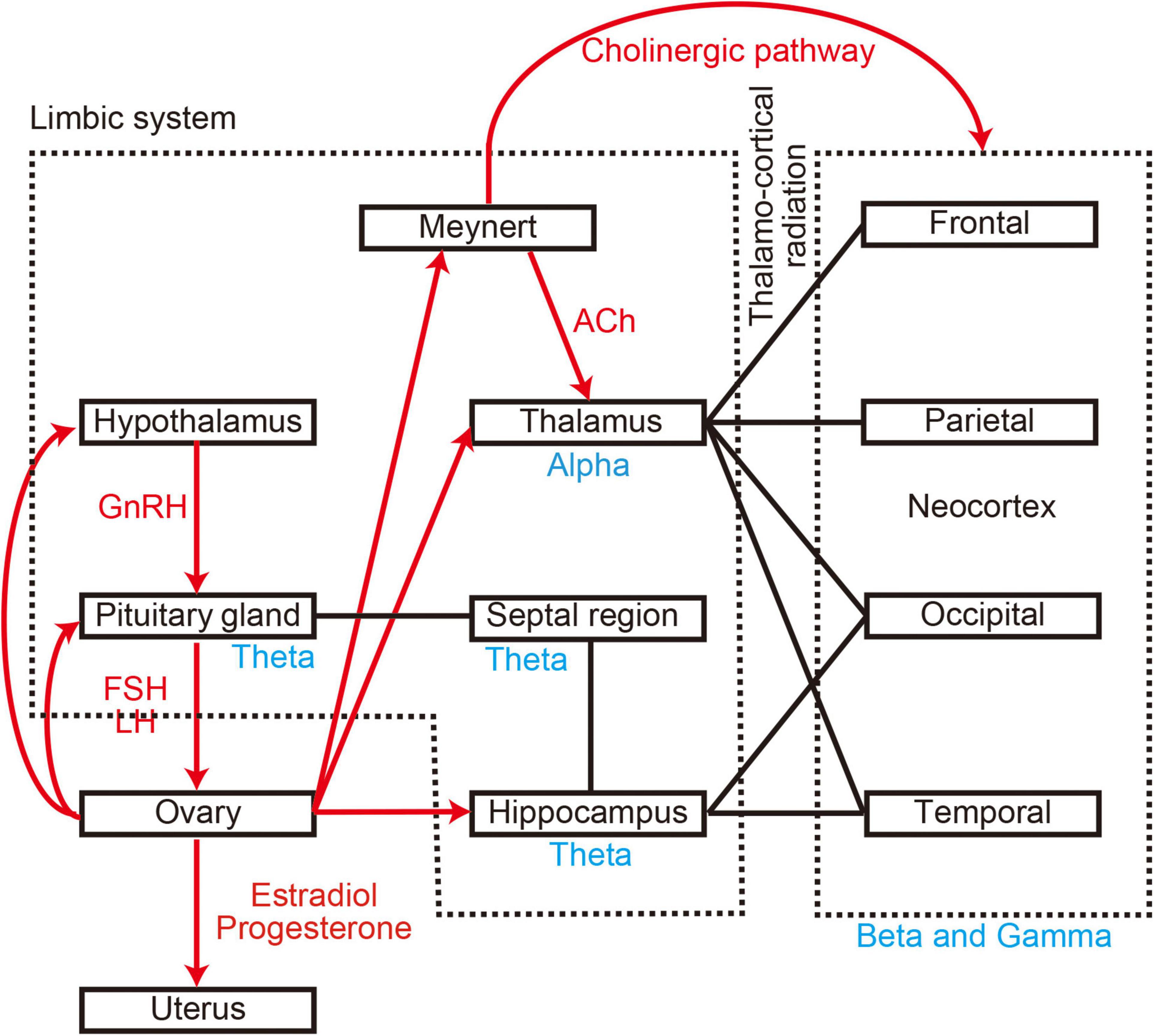 The menstrual rhythm of the brain. Research shows in the female brain,  regions important for memory and perception are remodeled in the course of  the menstrual cycle : r/science