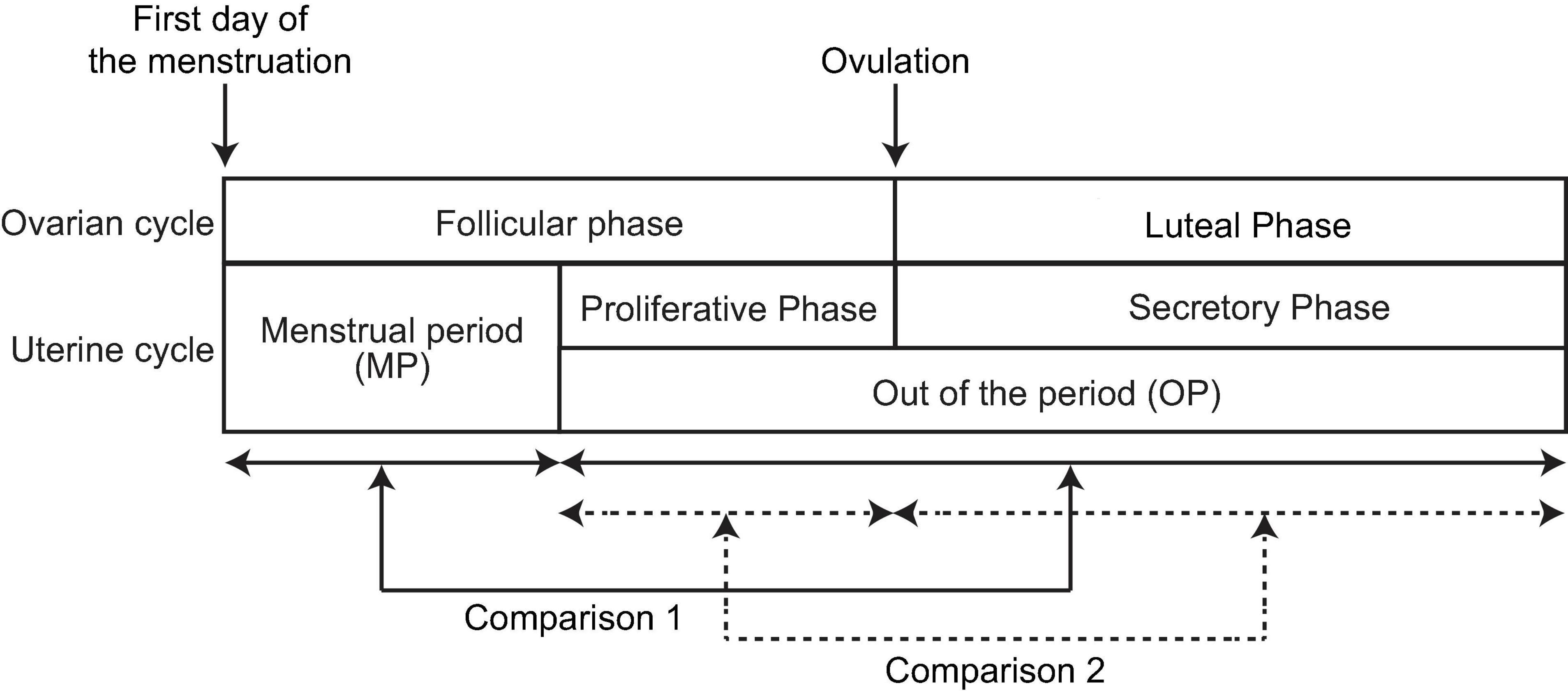 Human menstrual cycle variation in subcortical functional brain  connectivity: a multimodal analysis approach