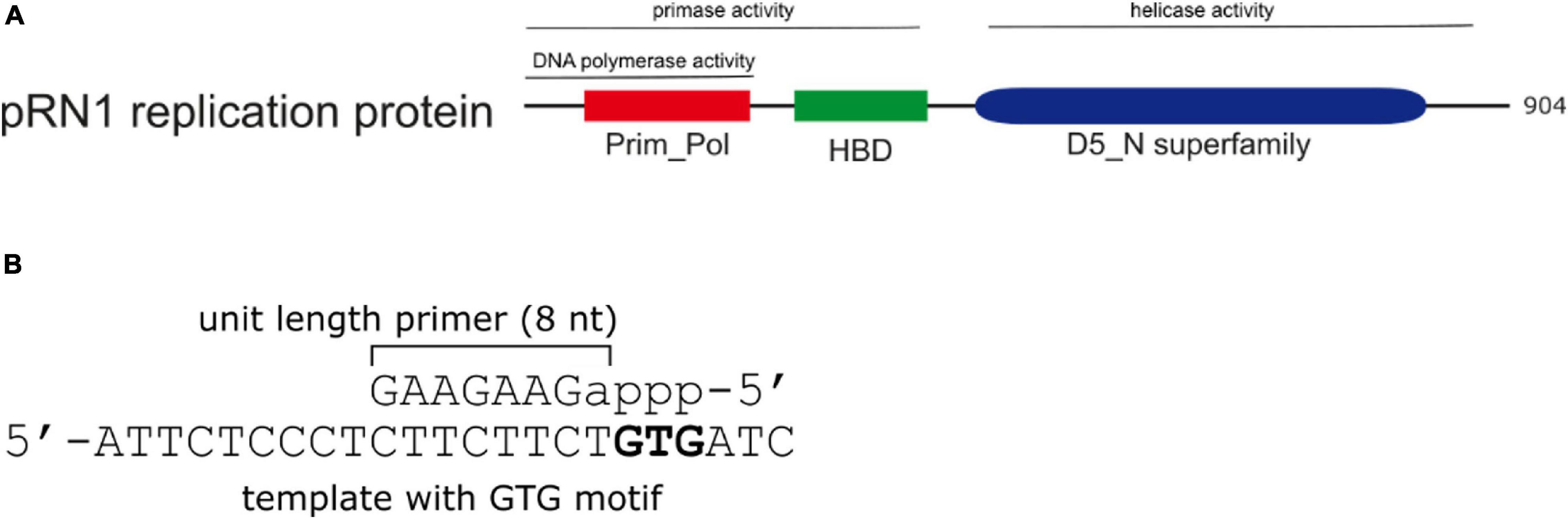 Frontiers Stringent Primer Termination By An Archaeo Eukaryotic Dna Primase Microbiology
