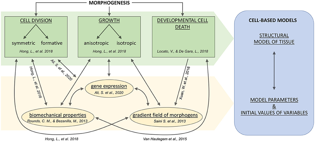 Frontiers A Sight On Single Cell Transcriptomics In Plants Through The Prism Of Cell Based Computational Modeling Approaches Benefits And Challenges For Data Analysis Genetics