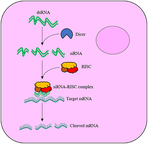 Frontiers Recent Advances In Engineered Nanoparticles For Rnai Mediated Crop Protection Against Insect Pests Agronomy