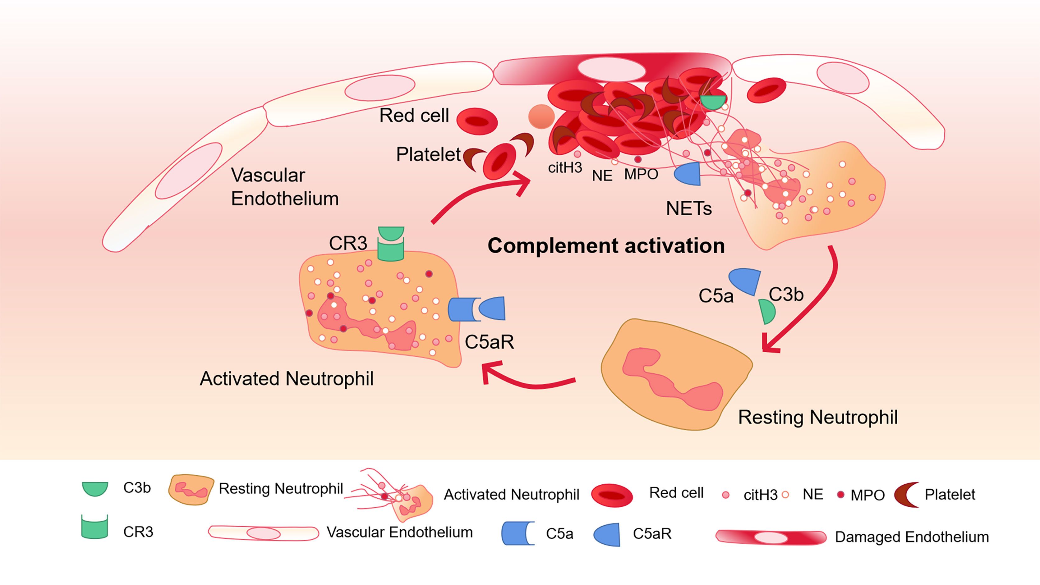 Frontiers  The Significance of Neutrophil Extracellular Traps in