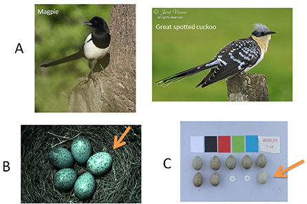 Figure 1 - (A) Magpie (left) and great spotted cuckoo (right).