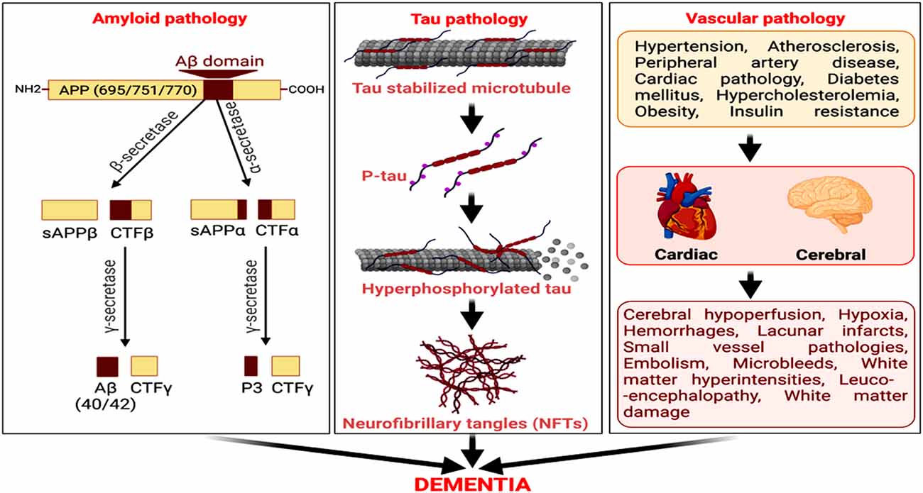 Frontiers  Role of Neuron and Glia in Alzheimer's Disease and