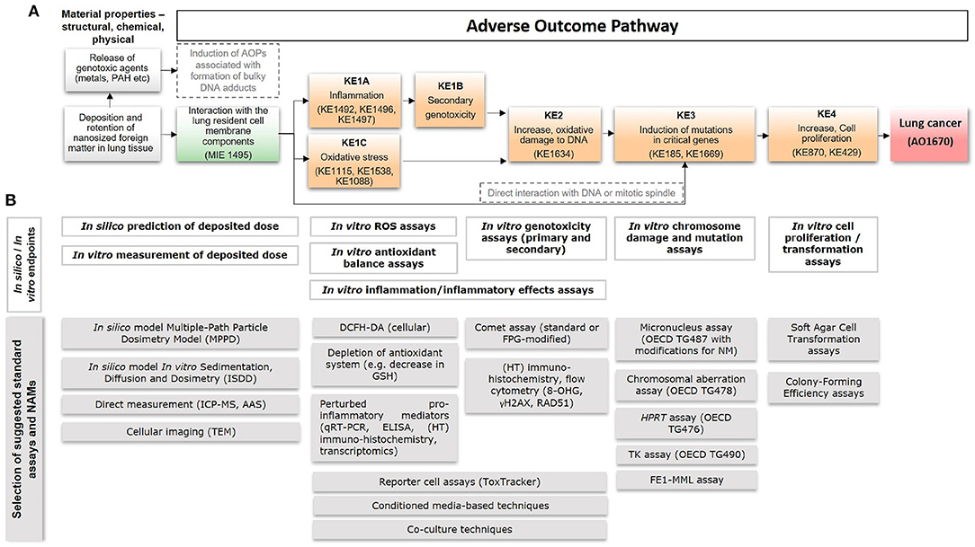 Adverse Outcome Pathway Development for Assessment of Lung Carcinogenicity by Nanoparticles