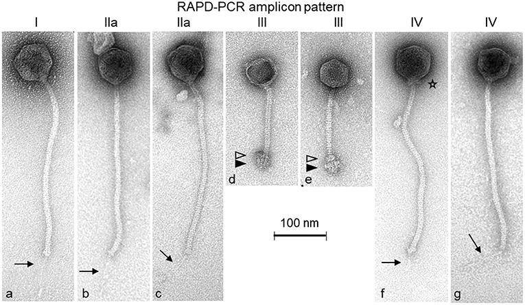 Frontiers First Molecular Characterization Of Siphoviridae Like Bacteriophages Infecting Staphylococcus Hyicus In A Case Of Exudative Epidermitis Microbiology