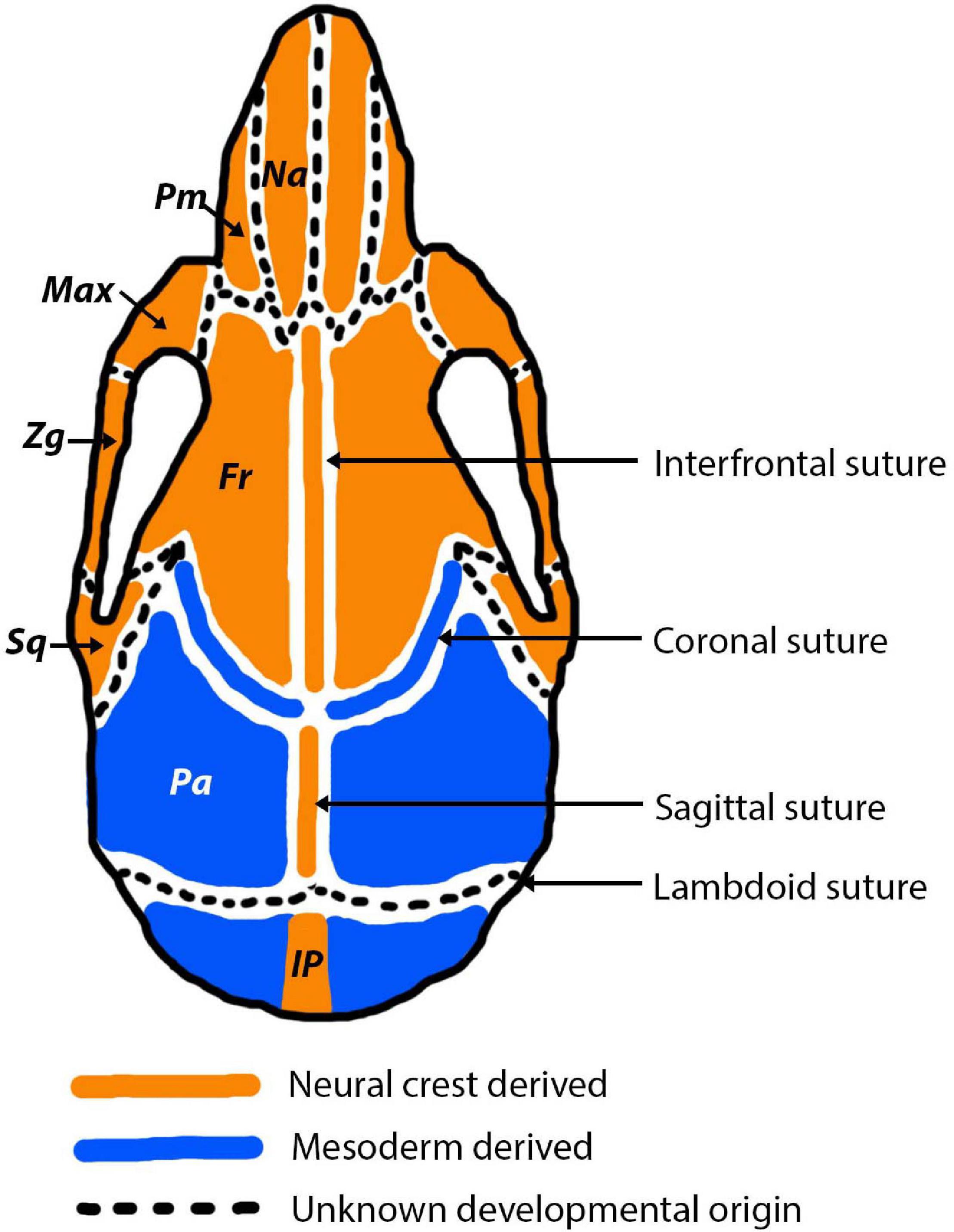 sagittal suture