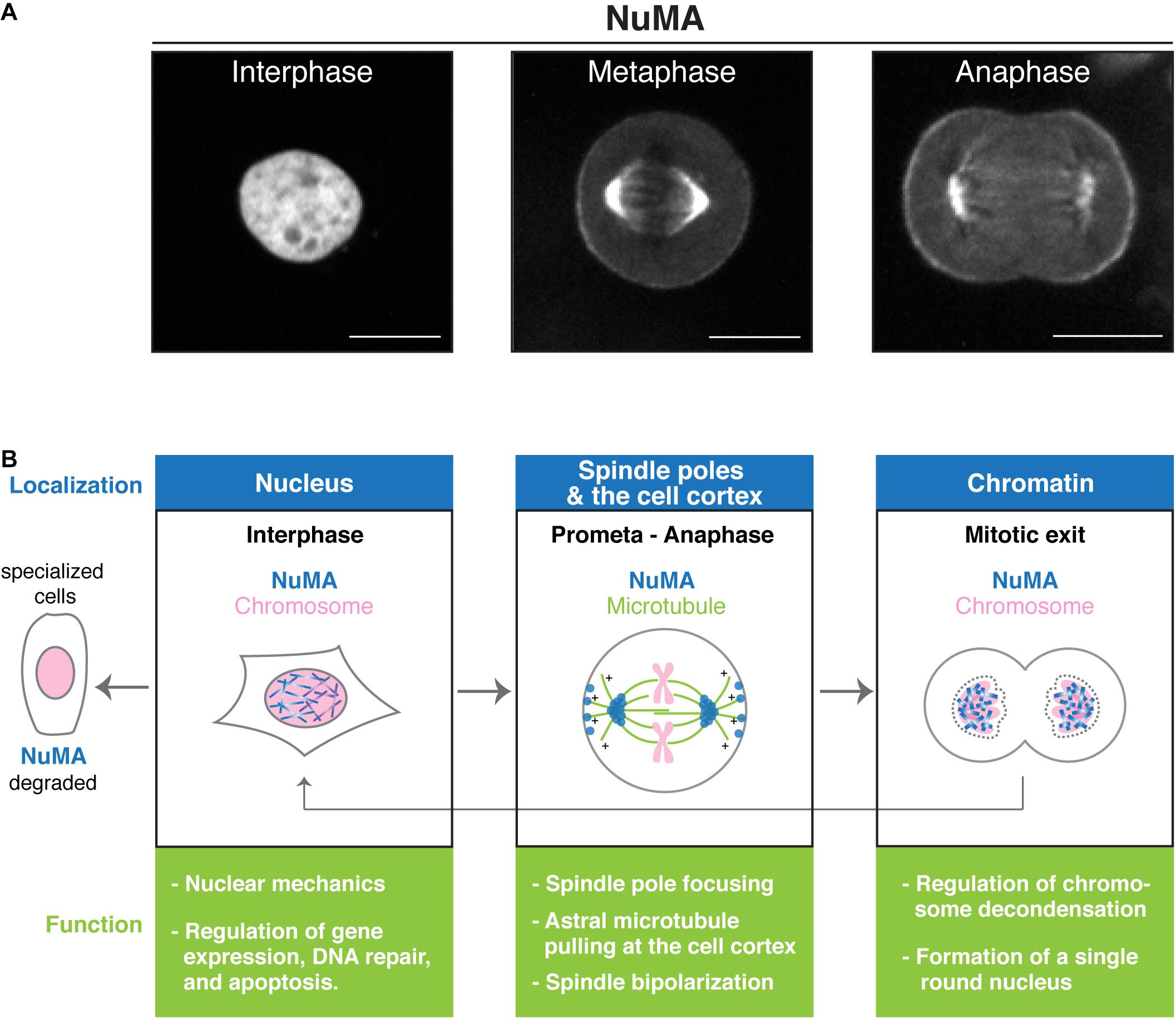 Mitotic Figures Cells. Atypical mitotic Figures. Normal mitotic Figures. Cancer mitotic Index Table.