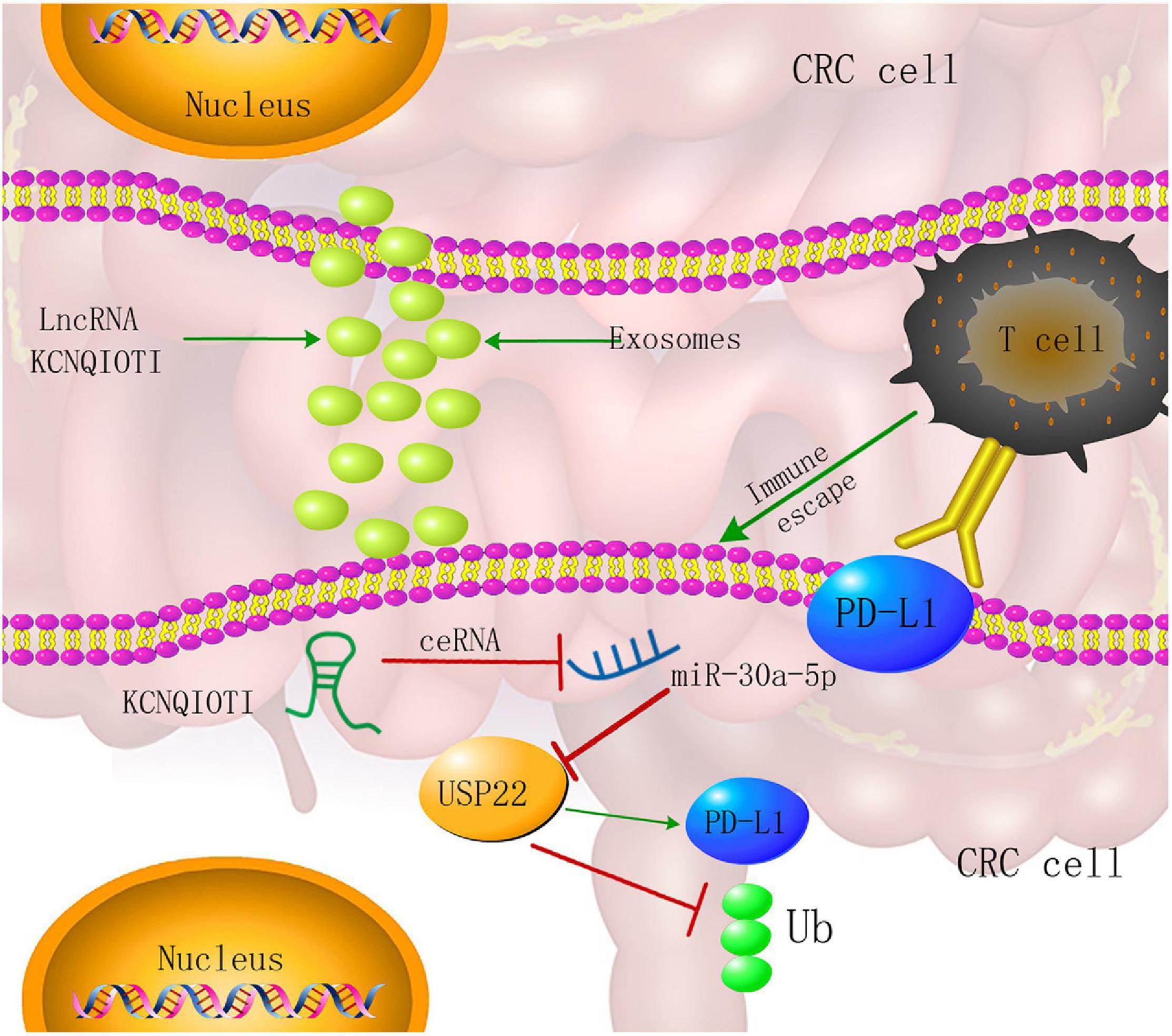 Frontiers | LncRNA KCNQ1OT1 Secreted by Tumor Cell-Derived