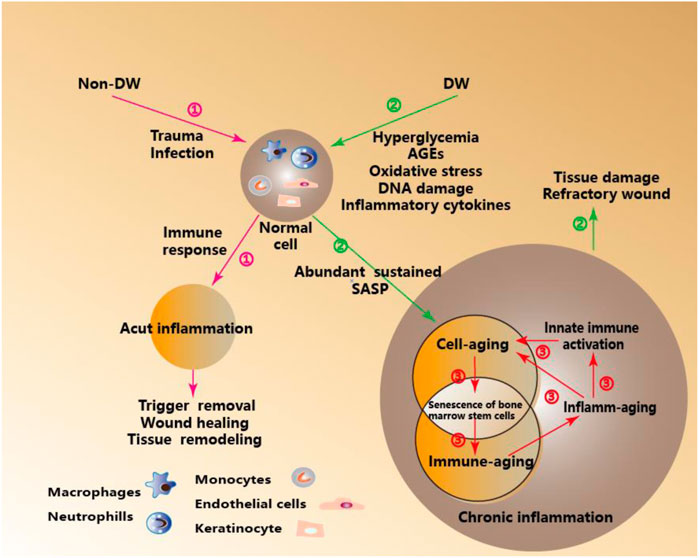 Frontiers  Exploring the contribution of pro-inflammatory cytokines to  impaired wound healing in diabetes