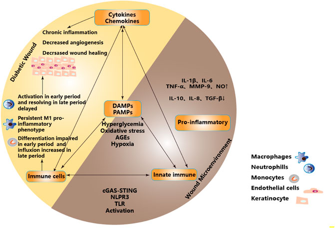 Frontiers  Exploring the contribution of pro-inflammatory cytokines to  impaired wound healing in diabetes