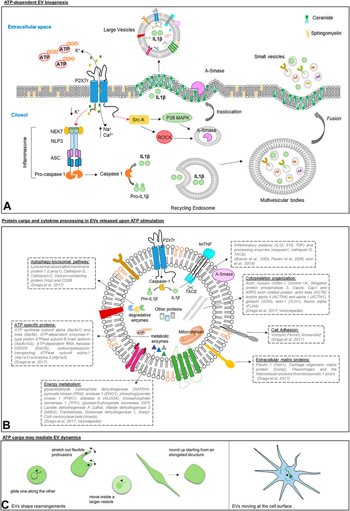 Frontiers Role Of Atp In Extracellular Vesicle Biogenesis And Dynamics Pharmacology