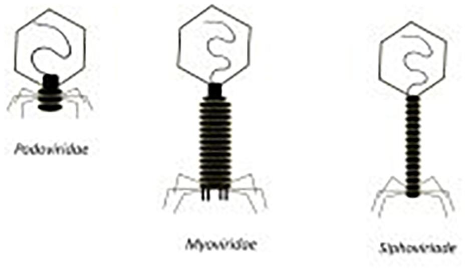www.frontiersin.org