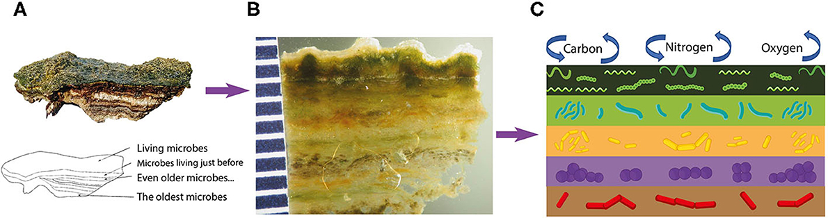 Figure 2 - Détail du premier centimètre supérieur d’un tapis microbien.