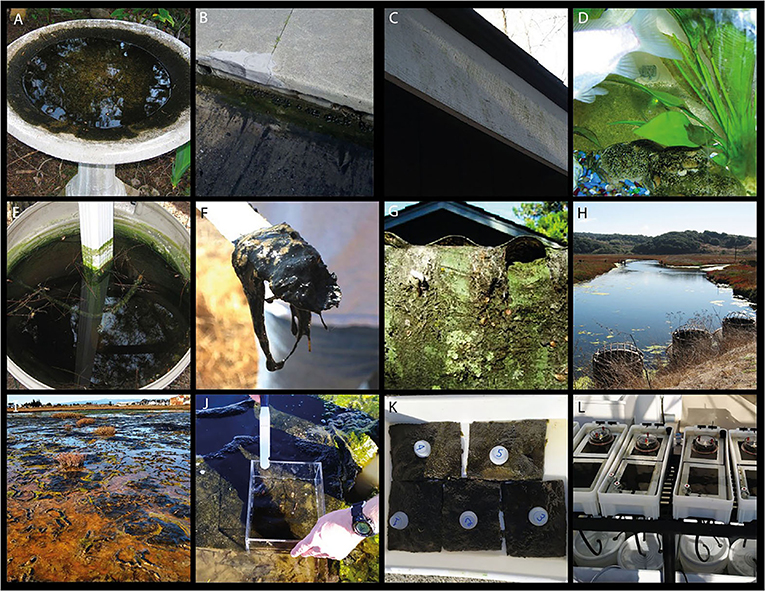 图3 -藻类和类似垫子的生物膜生长在熟悉的地方，例如(A)鸟浴，(B)街道排水沟，(C)室外屋顶板，(D)鱼缸底部，(E)屋顶排水沟的集水器，(F)河口的水，(G)棚子下的板。