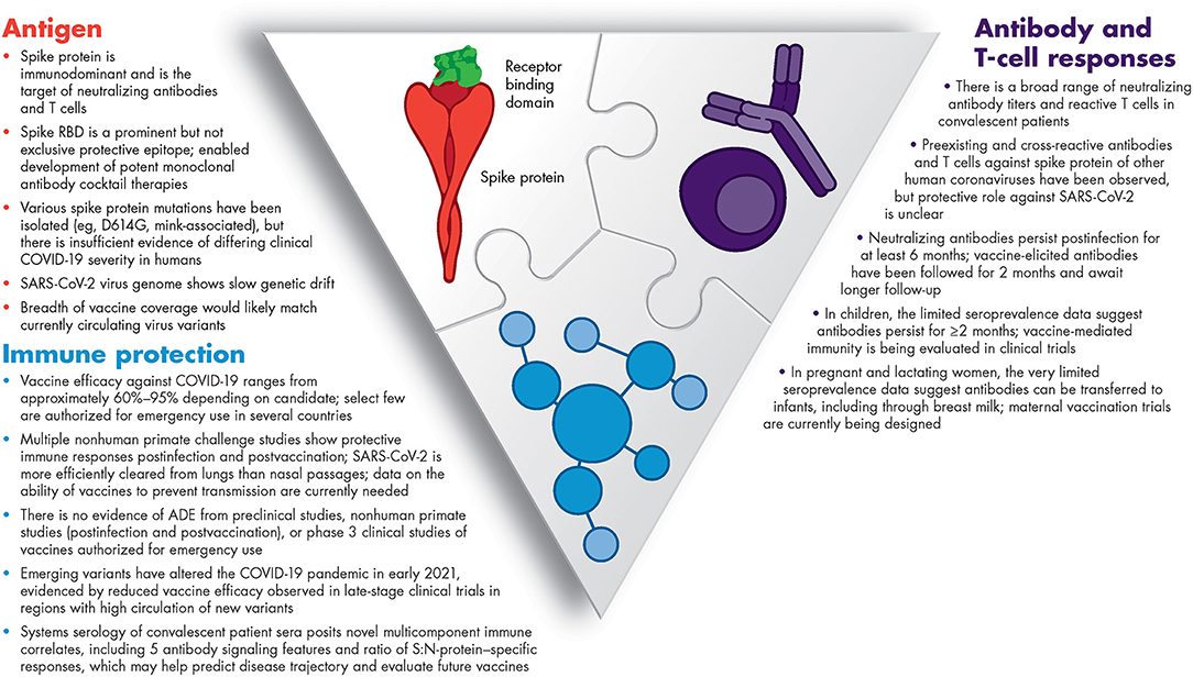How SARS-CoV-2 evades immune system defenses — Harvard Gazette