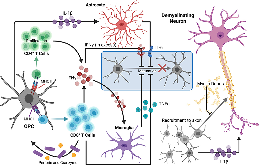 Frontiers Connecting Neuroinflammation And Neurodegeneration In Multiple Sclerosis Are Oligodendrocyte Precursor Cells A Nexus Of Disease
