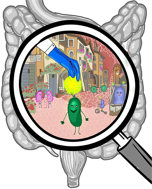 Figure 1 - Various types of bacteria normally live in the gut, and together they are called the gut microbiota.