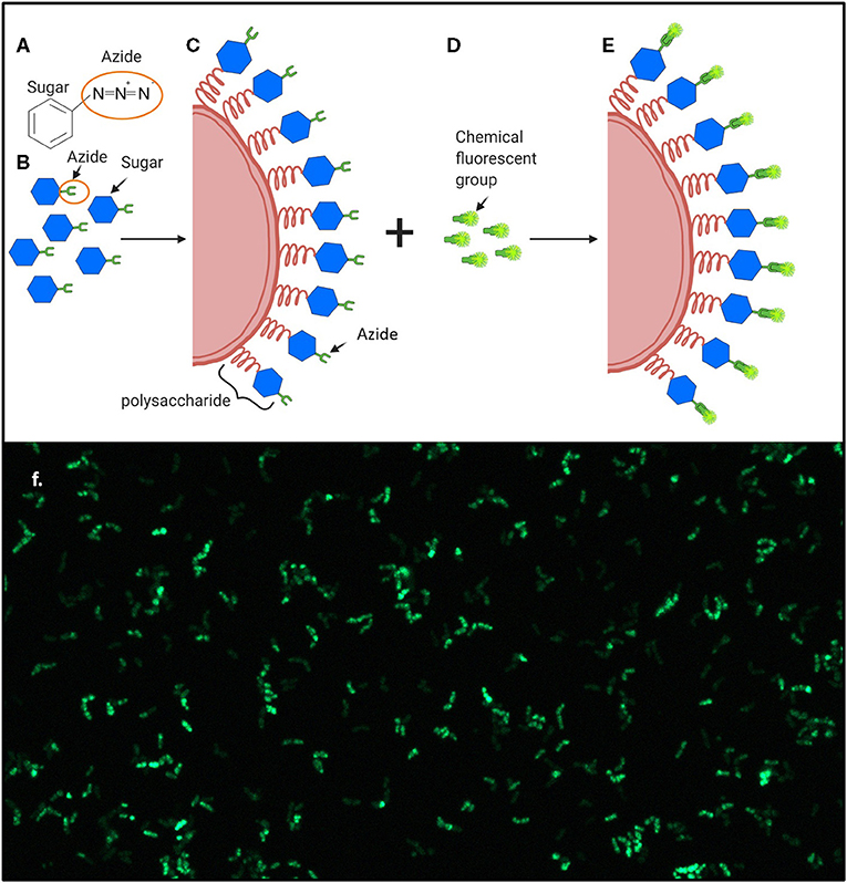 Figure 2 - Production of Fluorescent Bacteria.