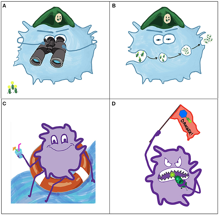 Figure 3 - Bacteria interact with cells of the immune system.