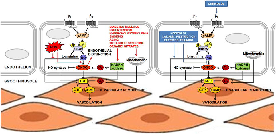 | Adrenoreceptors and nitric oxide in cardiovascular system | Physiology