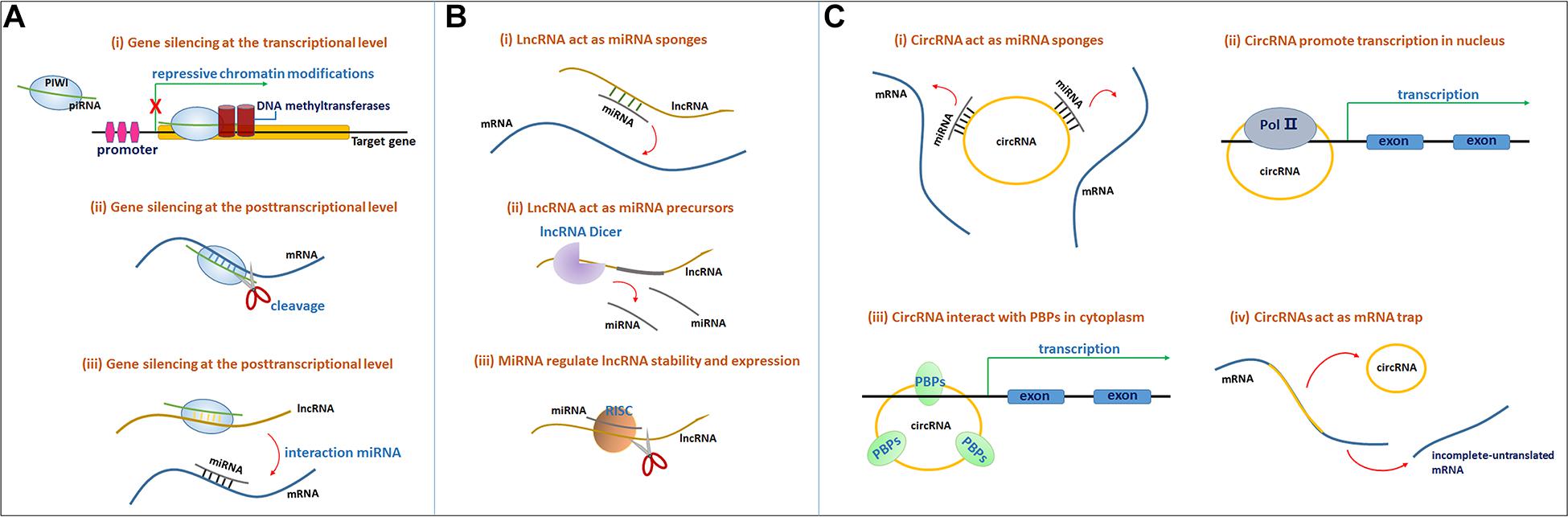 Frontiers  MicroRNAs, long non-coding RNAs, and circular RNAs and