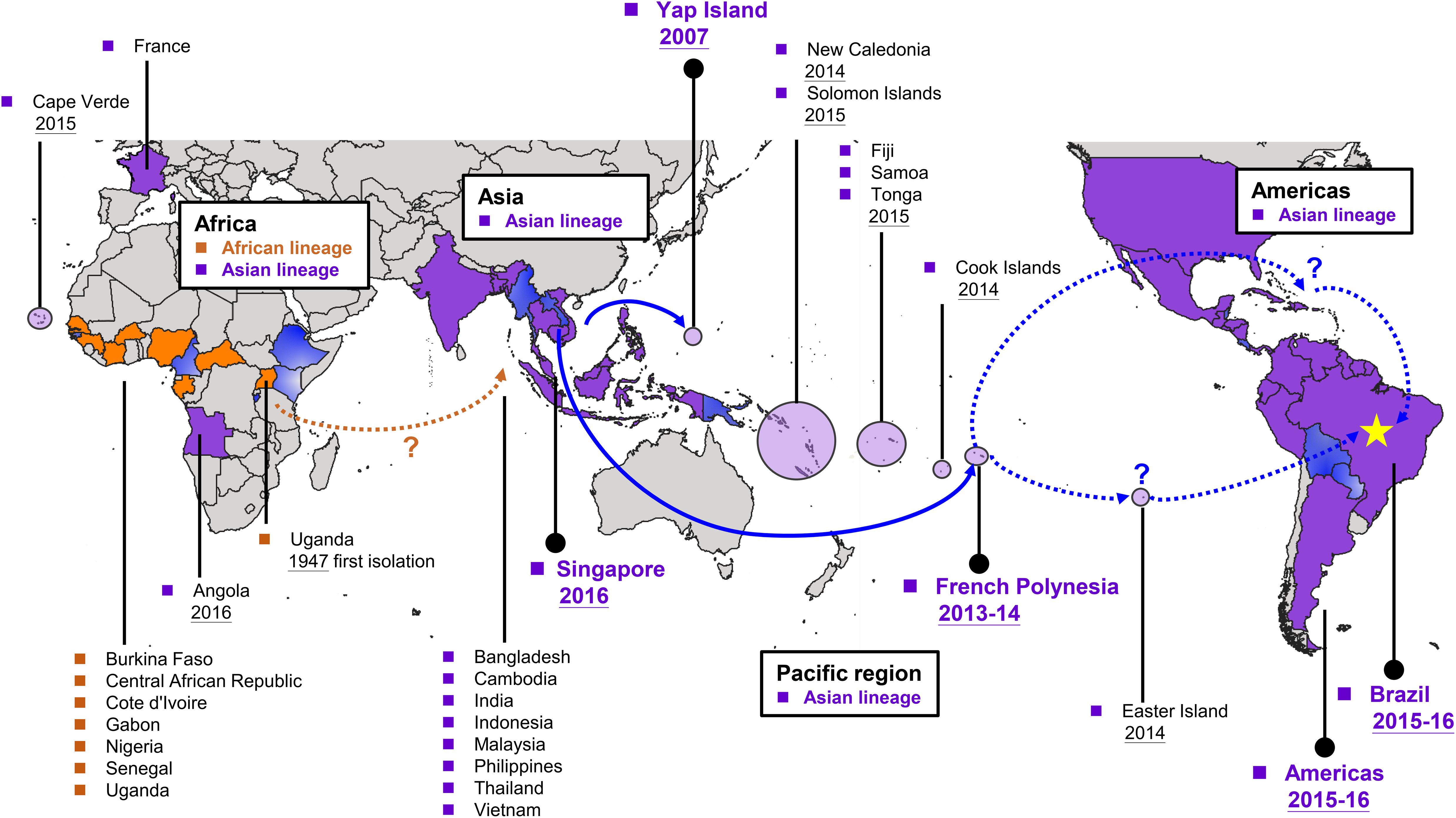 Frontiers | Contributions of Genetic Evolution to Zika Virus